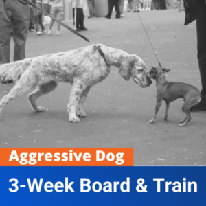 3 Week Board & Train (Aggression)