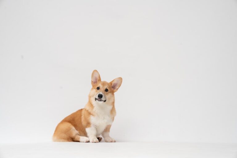 Master the Art of Touch Training: Essential Tips for Calming Anxious Dogs