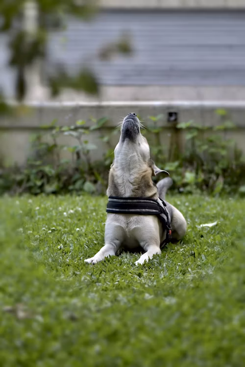 Why Your Dog Paces, Whines, or Can’t Settle at Home
