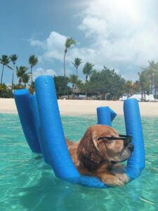 Beat the Heat: Signs of Overheating and How to Prevent It
