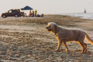 Beat the Heat: Signs of Overheating and How to Prevent It