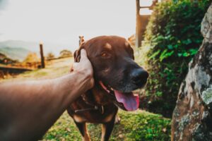 Keep your dog active when it's too hot.