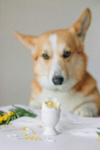 Summer Foods for Dogs
