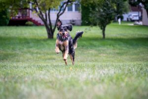 Backyard Safety for Dogs: BBQs, Kids, and Distractions