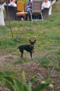 Backyard Safety for Dogs: BBQs, Kids, and Distractions