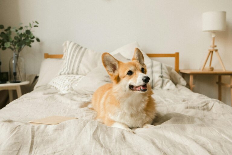 Preparing Your Dog for Back-to-School Schedule Changes