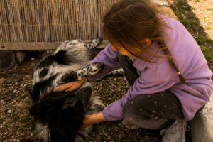 Training Tips for Families With Kids and Dogs