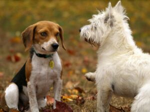 Dog Parks vs. Structured Play: What’s Better for Training?