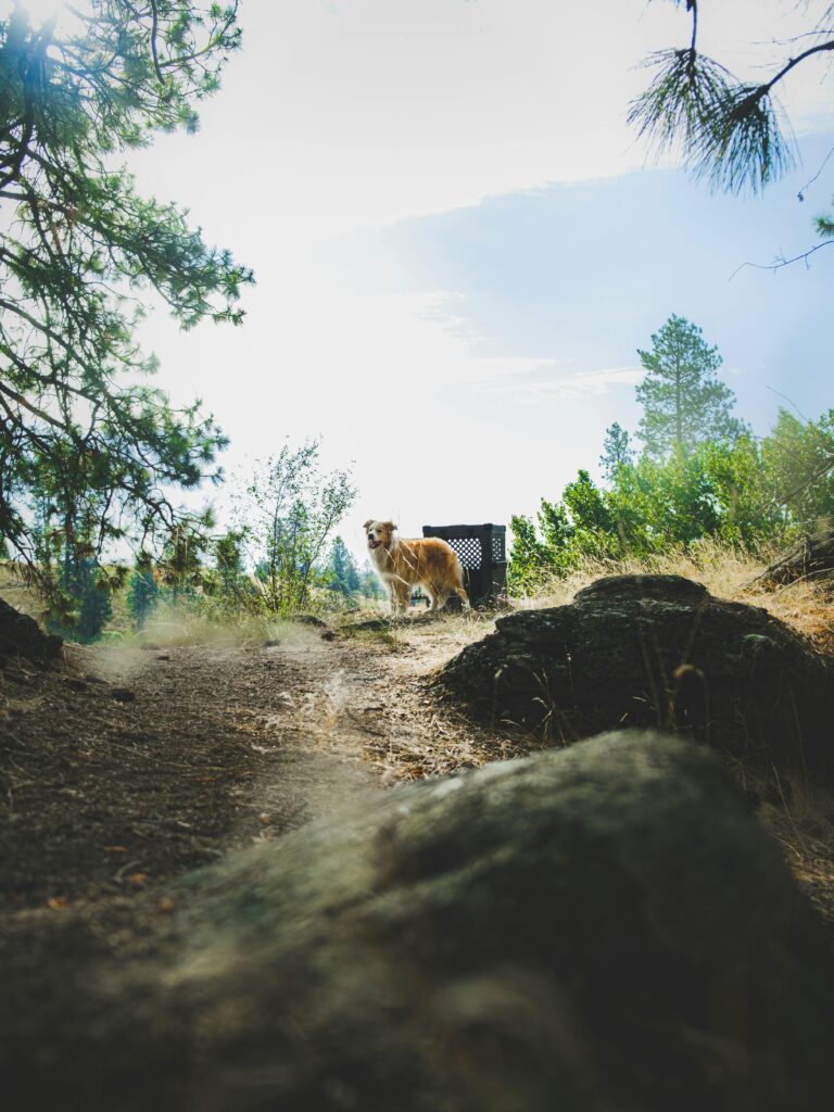 Crate Training 101: The Simple Positive Approach