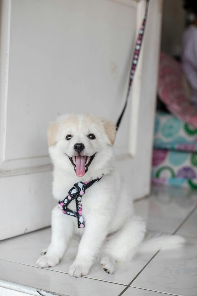 How to Introduce a New Dog and Avoid the Chaos