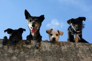 How to Introduce a New Dog and Avoid the Chaos