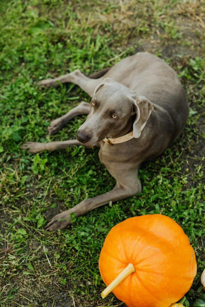 Spooky Halloween with Dogs: Fun Costumes, Candy, and Chaos