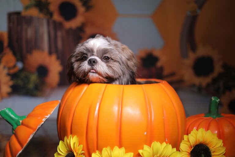 Spooky Halloween with Dogs: Fun Costumes, Candy, and Chaos