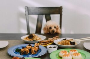 Thanksgiving Table Rules for Dogs: For a Happy Holiday