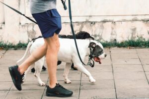 The Gift of Training: Why Obedience Makes the Perfect Present