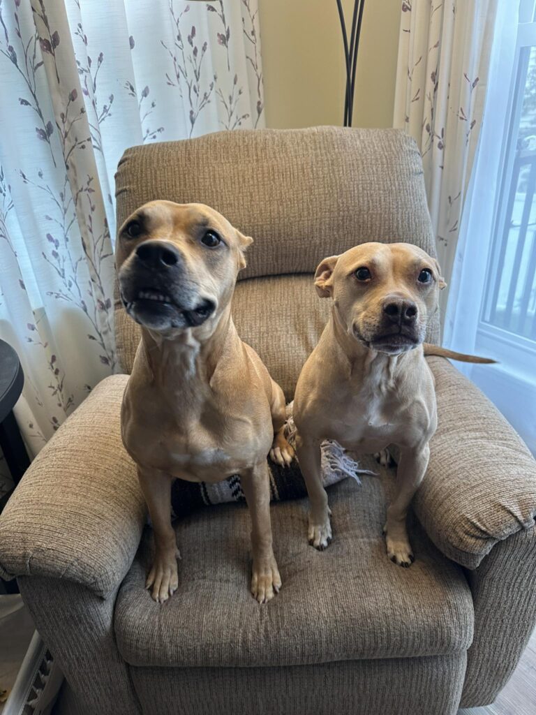 Common Pet Sitting Problems That Training Can Prevent