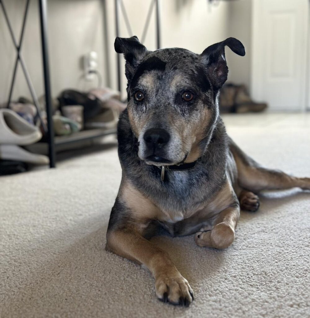 Common Pet Sitting Problems That Training Can Prevent