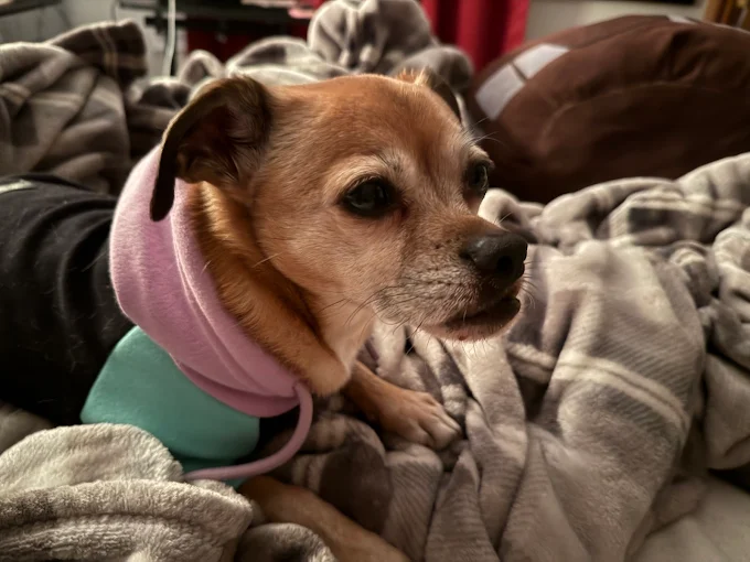 What Your Dog’s Wellness Exam Reveals About Their Training Progress