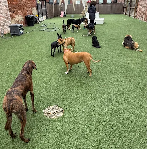 Why Obedience Training Makes Dog Kennel Stays Safer and Less Stressful