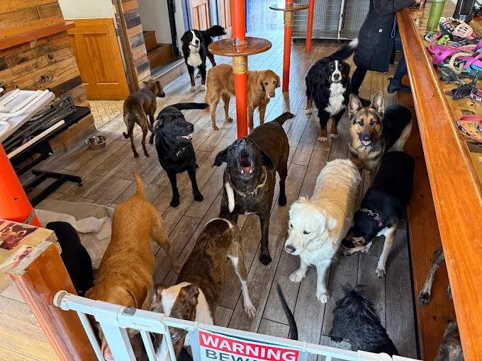 Why Obedience Training Makes Dog Kennel Stays Safer and Less Stressful