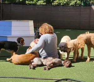 Why Obedience Training Makes Dog Kennel Stays Safer and Less Stressful