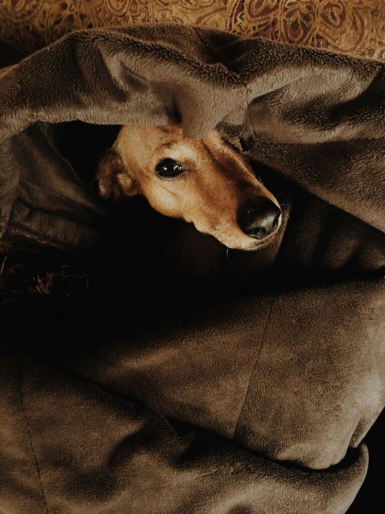 Bad Weather, Better Behavior: Training Calm During Thunder and Storms