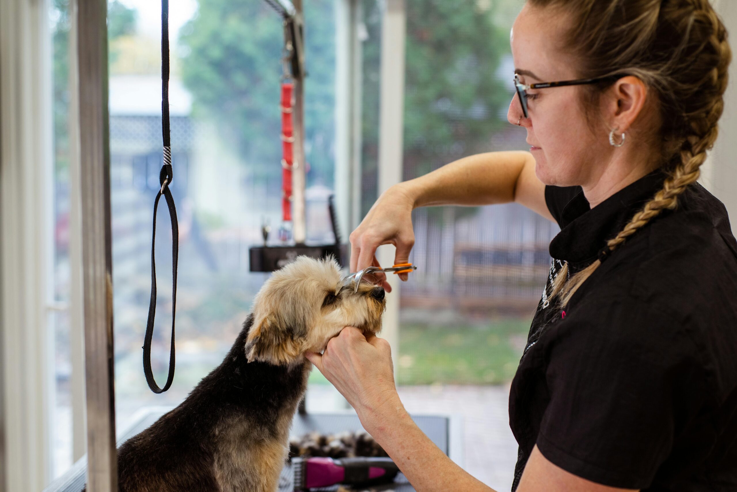 Great Description About Groomers In St Louis