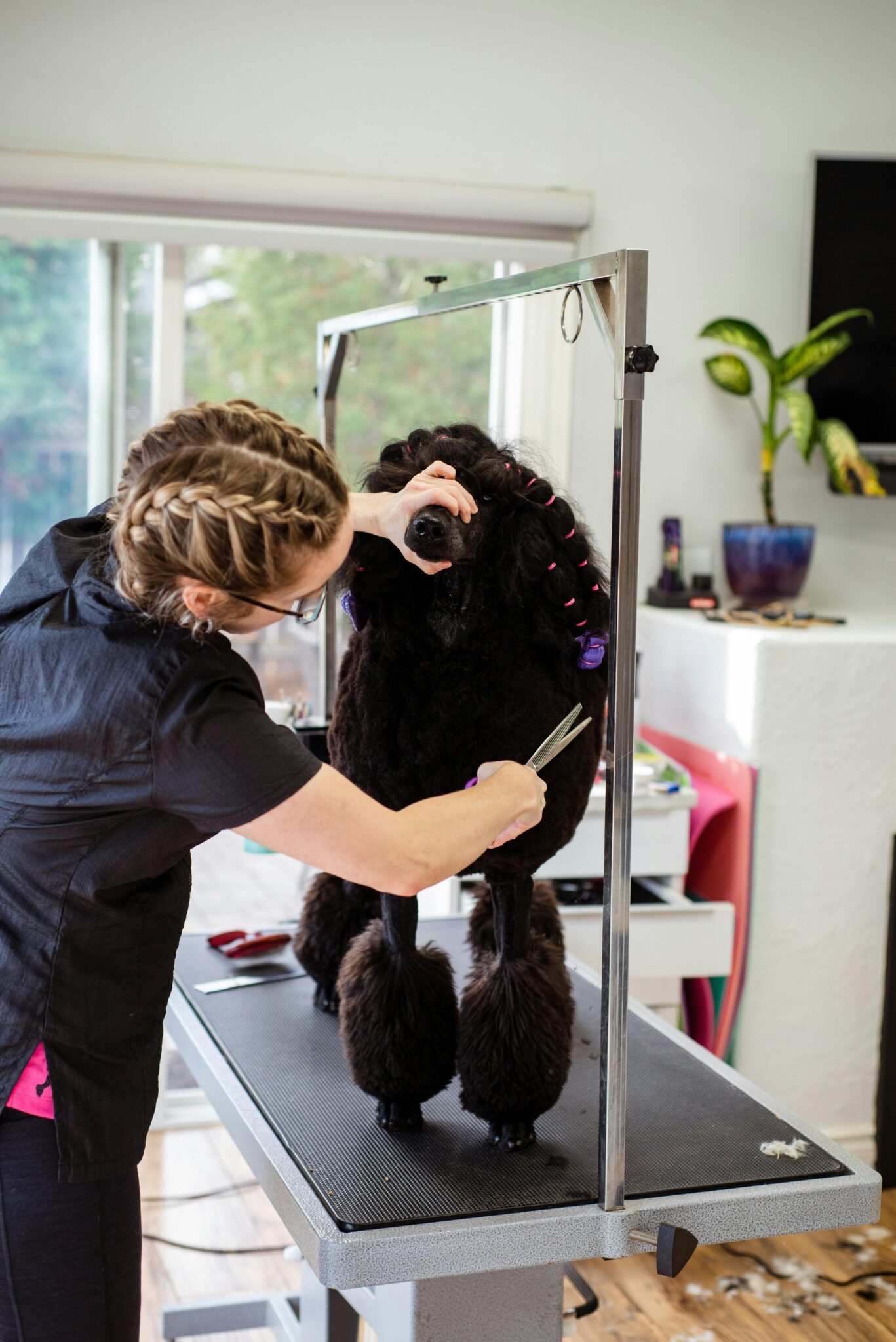 Great Description About Groomers In St Louis