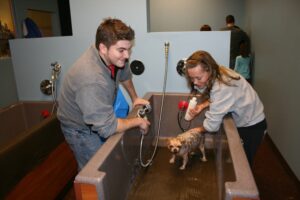 Why Grooming Matters for Your Dog’s Health and Comfort