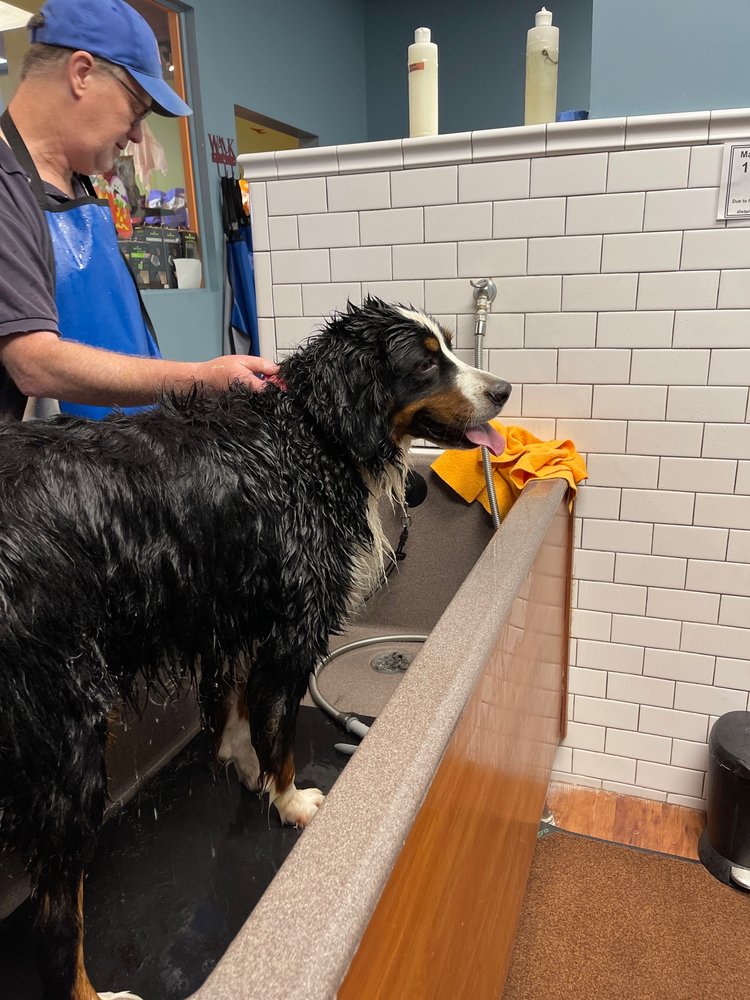 Why Grooming Matters for Your Dog’s Health and Comfort