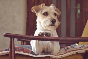 Winter Boredom in Dogs, Common Signs and What to Do