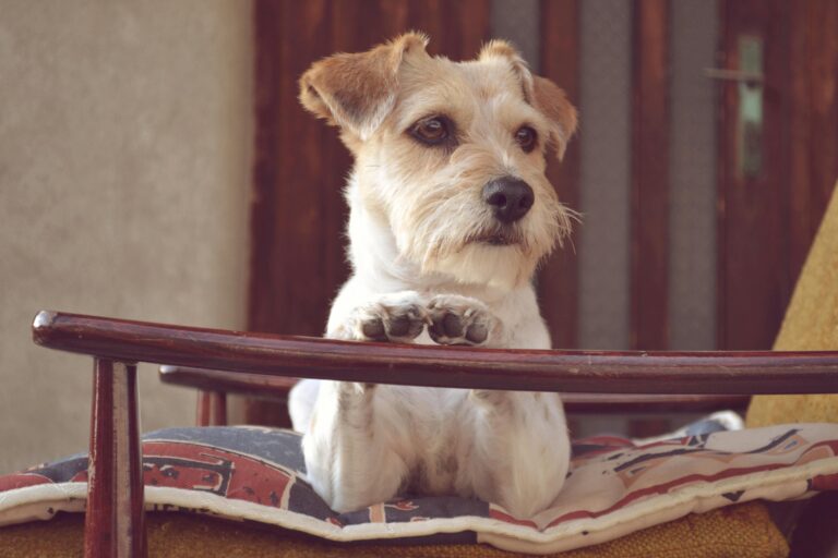 Winter Boredom in Dogs, Common Signs and What to Do