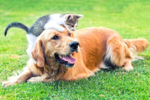 Dog daycare training practice with a dog holding place calmly before group play