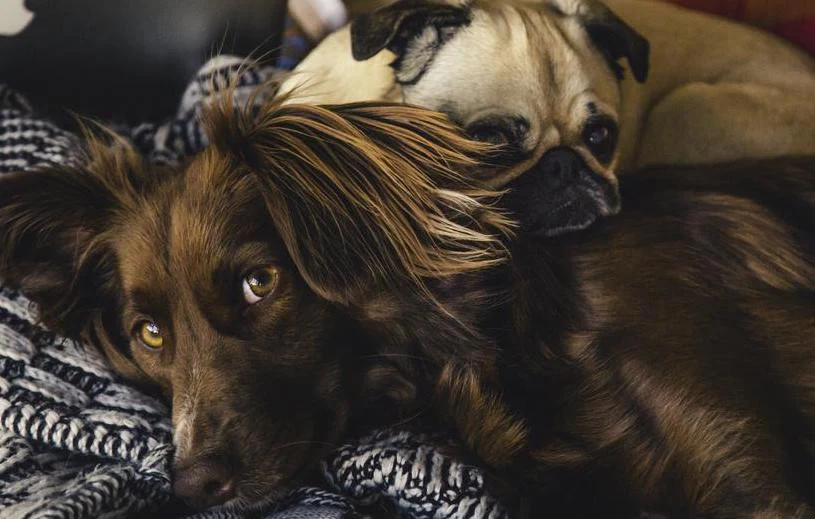 Dog training nutrition tips for spring focus and obedience