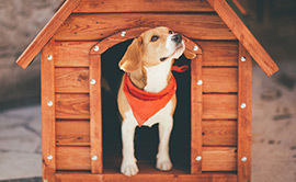 Dog daycare training practice with a dog holding place calmly before group play