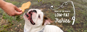Pet store dog training tips for calm shopping manners