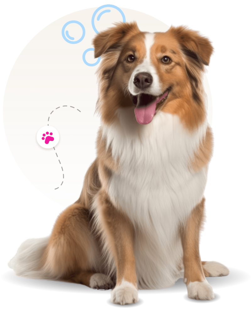 Mobile grooming training tips for calm brushing and nail trims