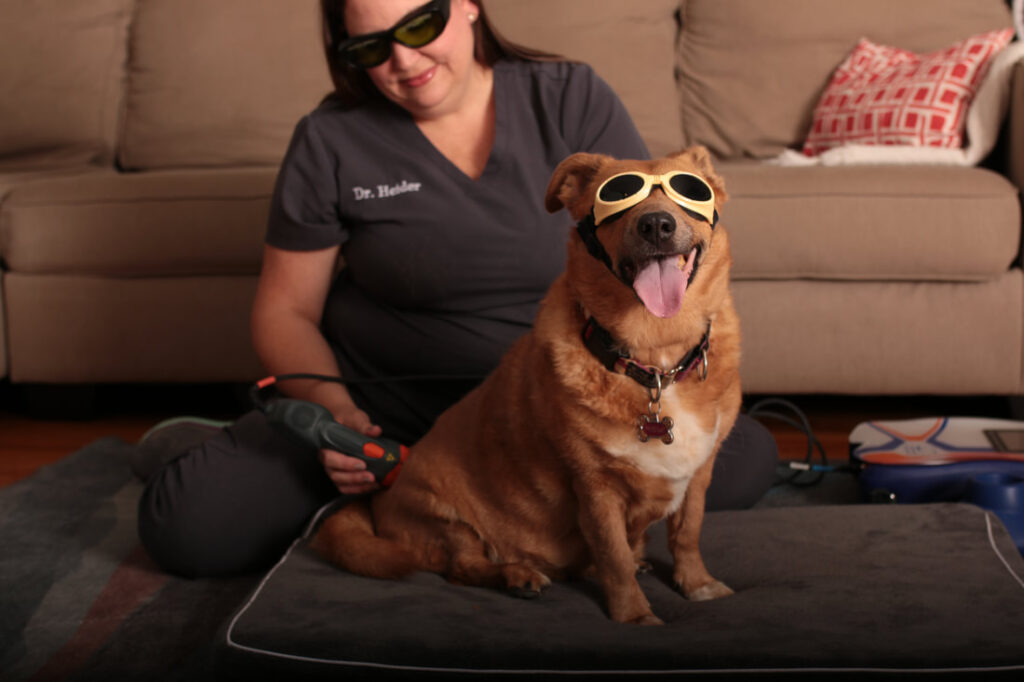 Canine rehab training tips for calm therapy exercises
