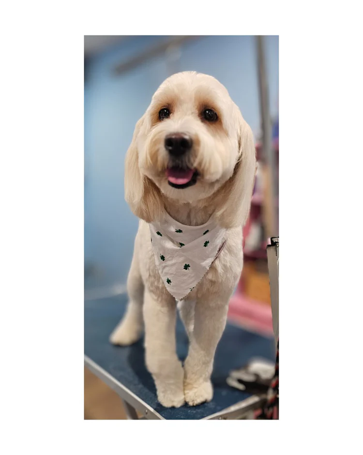 Grooming training tips for calm dog salon visits
