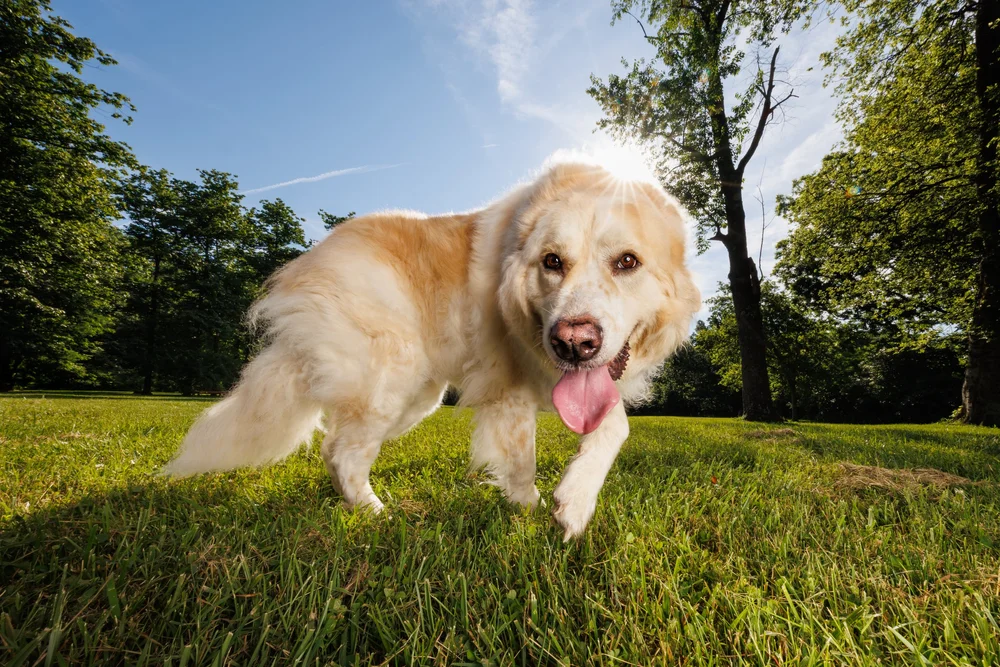 Dog training for photo sessions with a calm dog posing outdoors for a pet photographer in St. Louis, Missouri