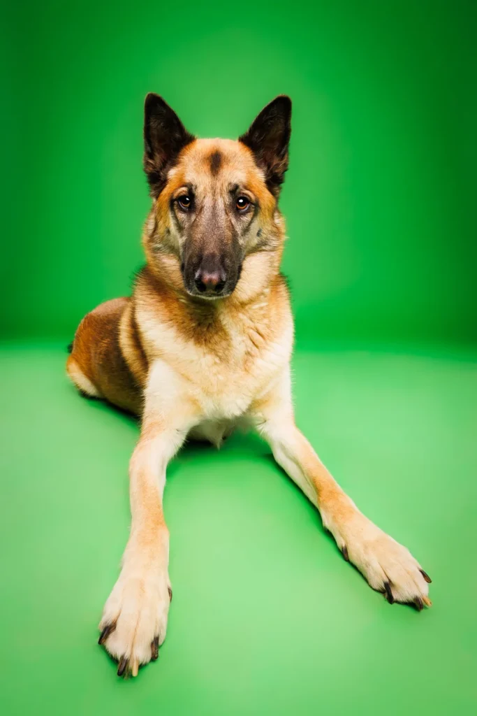 Pet photo training tips for calm dog portrait sessions