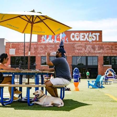 Indoor dog park training for safe social play in St. Louis