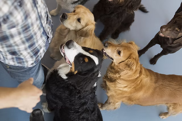 Dog Daycare Preparation for a Better First Day
