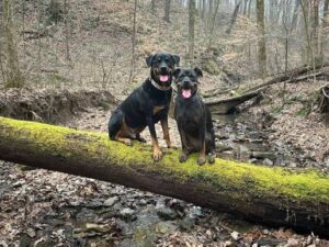 Dog-friendly brewery training for calm patio outings in St. Louis
