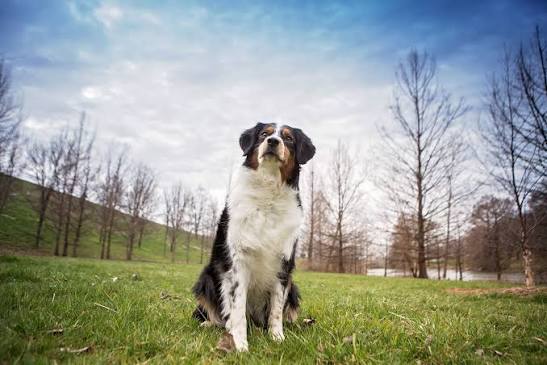 Multi-dog photo training with dogs calmly posing for a family portrait in St. Louis
