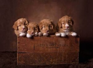 Multi-dog photo training with dogs calmly posing for a family portrait in St. Louis