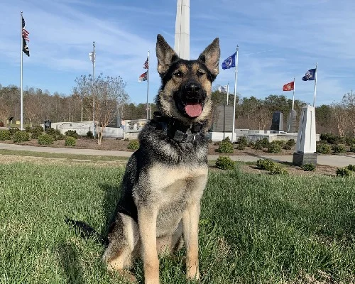 german shepherd at the park